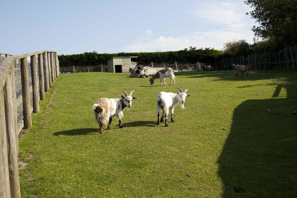 Wooda Farm Holidays Bude Ngoại thất bức ảnh
